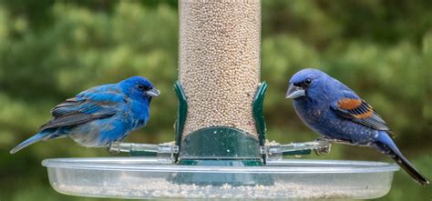 Compare Two Blue Birds Feederwatch