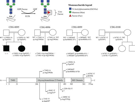 Identification Of Novel Fut Pathogenic Variants In Four Unrelated