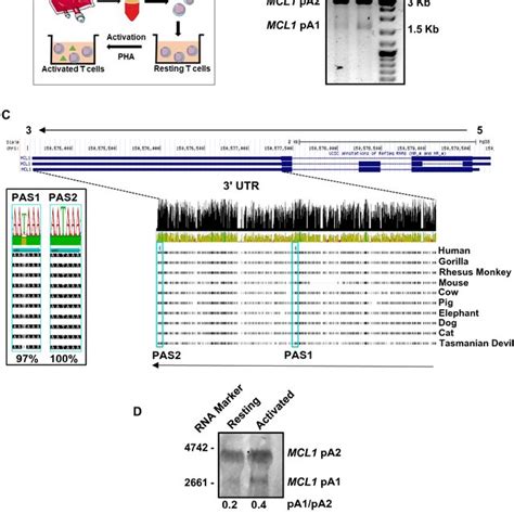 MCL1 Undergoes 3 UTR APA Generating PA1 And PA2 MRNA Isoforms That Are