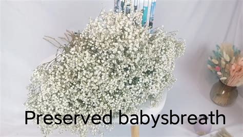 Preserved Flowers And Plants Babys Breath Dried Flowers Baby S Breath