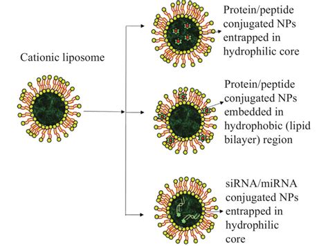 Incorporation Of Drugs Or Nucleic Acid Conjugated NPs In Liposomes The