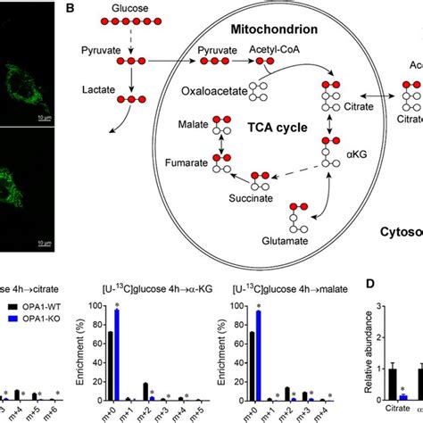 Opa1 Deficiency Induced Glutamine Dependent Reductive Carboxylation A Download Scientific