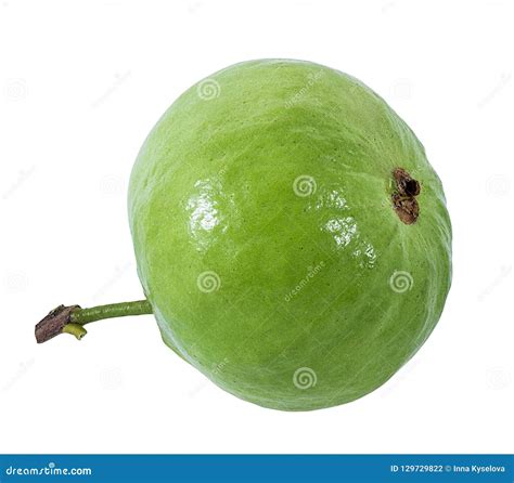 Guava Isolated On White Stock Photo Image Of Eating 129729822