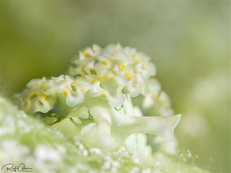 Lettuce Slug Elysia Crispata For More Marine Life Pleas Flickr