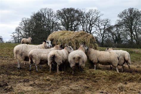 Sheep feeding stock image. Image of trees, livestock - 68149355