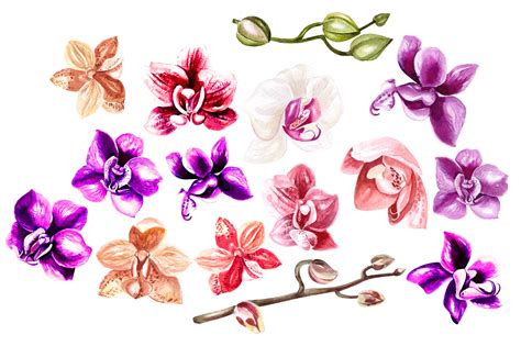 Hand Drawn Watercolor Orchids Graphic By Knopazyzy Creative Fabrica