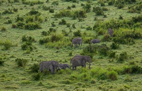 Aerial Shot Of African Bush Or Savanna Elephants Grazing In Masai Mara