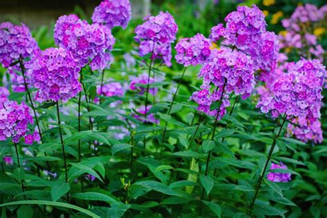 Growing Phlox – Planting & Caring for Garden Phlox | Garden Design