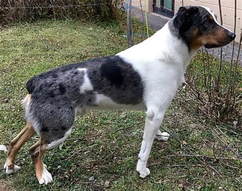 Are All Dogs Born With Tails