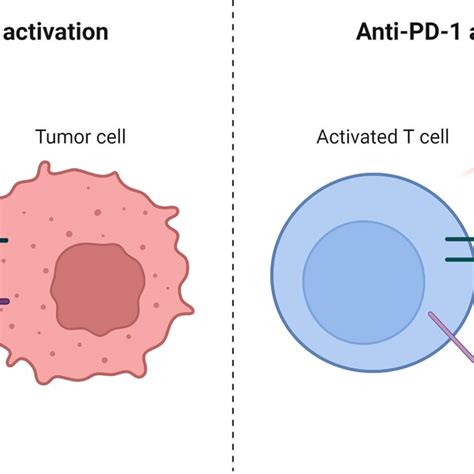 Immune Checkpoint Inhibitor Against Tumor Cell Through The Interaction Download Scientific