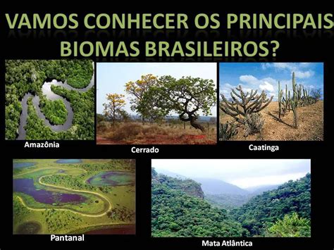 Bioma Floresta Amazônica Resumo Mundo Ecologia