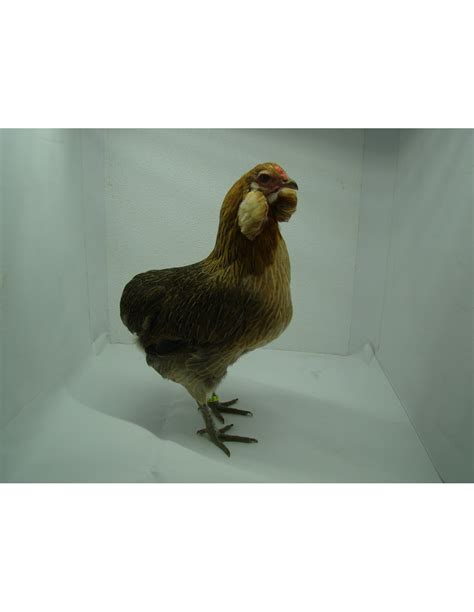 Gallina Araucana - Agrobrunete