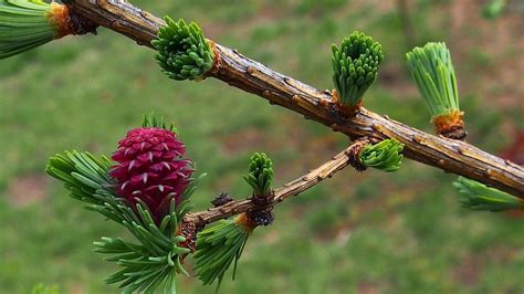 Larch — Bach Flower Essence For Lack of Confidence and Inferiority ...
