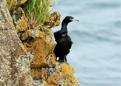 Red Faced Cormorant On St Paul Island Ak 116a7083 Flickr