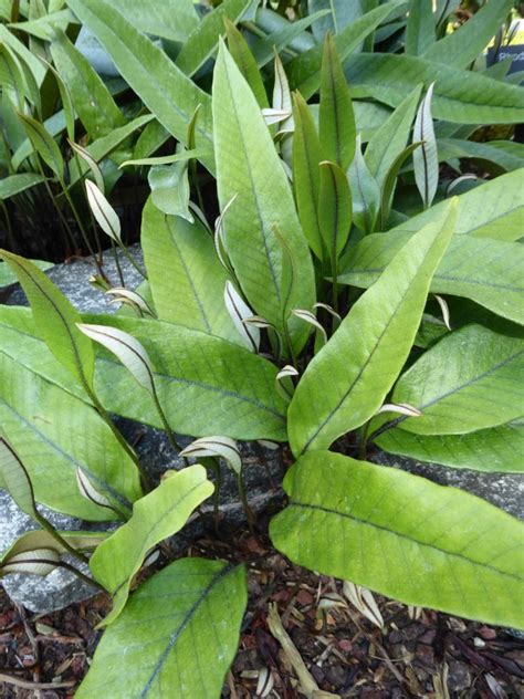 Pyrrosia Species Lingua Affinity SEH 12547 RSBG Rhododendron