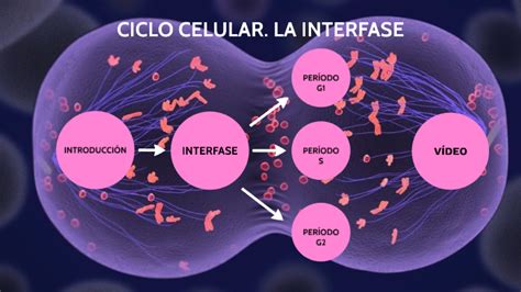 El Ciclo Celular La Interfase By Ana María Vicente González On Prezi