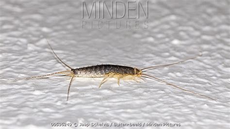 Long Tailed Silverfish Stock Photo Minden Pictures