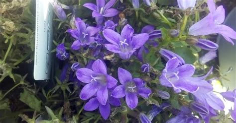 Campanula Portenschlagiana Birch Hybrid Dalmatiner Polster