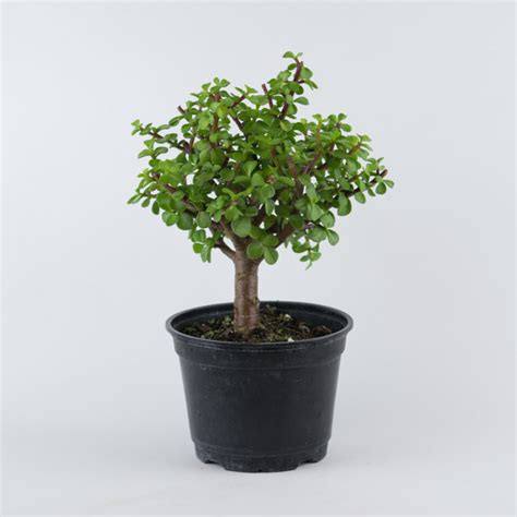 Miniature Green Jade Six Inch Pre Bonsai Elemental Bonsai Nursery