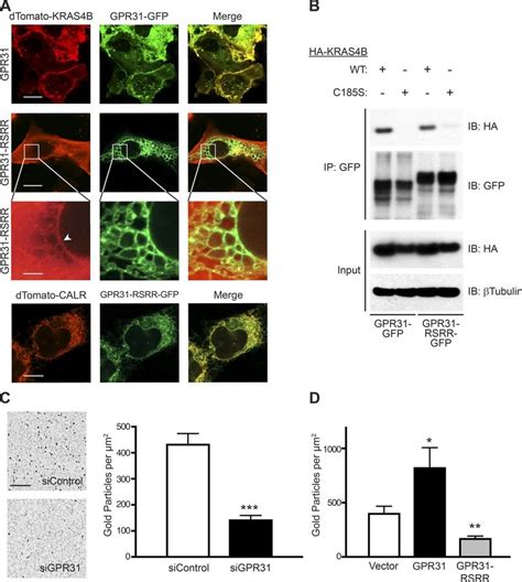 Depletion Of Gpr31 Slows The Growth Of Kras Mutant Tumor Cells A