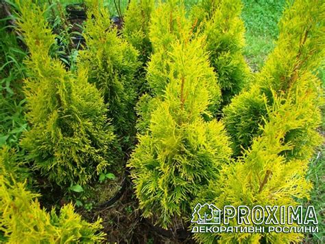 Thuja Occidentalis Sunny Smaragd