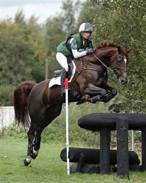 Liver Chestnut Horse Jumping