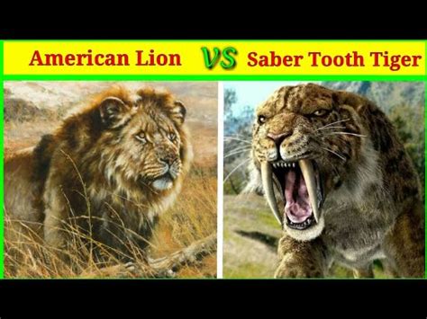 American Lion Vs Smilodon