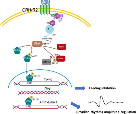 Frontiers CRH R2 Signalling Modulates Feeding And Circadian Gene