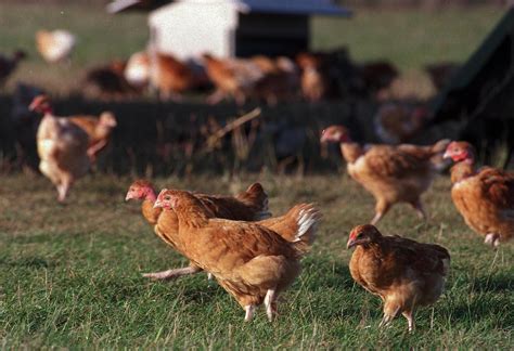 Grippe Aviaire Cinq Communes Du Nord Vienne Sous Surveillance