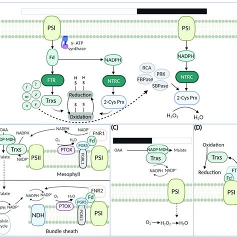 Redox Signaling In Evolutionary Distinct Photosynthetic Machinery Download Scientific Diagram