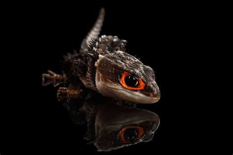 Red Eyed Crocodile Skink Care Sheet Setup Feeding And More