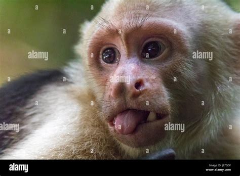 Monkey Sticking Out Tongue Hi Res Stock Photography And Images Alamy