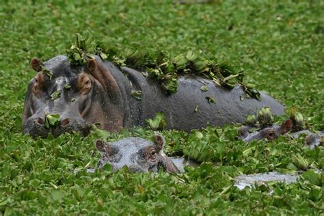 Hippo Play Time