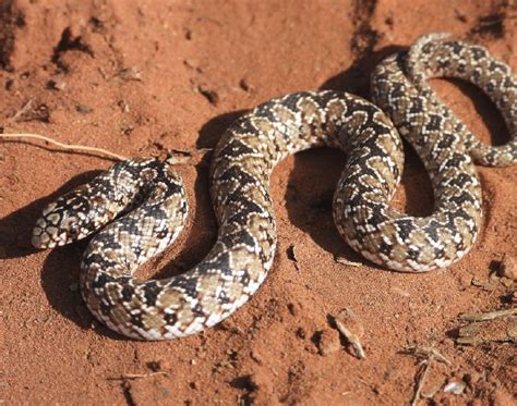 Juvenile Mole Snake — Kameelhoek - Private Game Reserve in Northern Cape