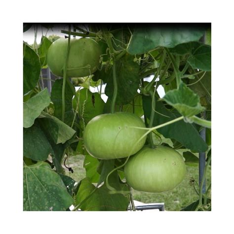 Botlle Gourd Round Lauki 20 Seeds High Germination Seeds With Instruction Manual Shopee India