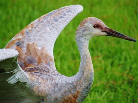 Sandhill Crane Female Photograph By E Luiza Picciano