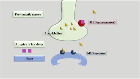 Can Atropine Cause Heart Block? Best 22 Answer - Ecurrencythailand.com