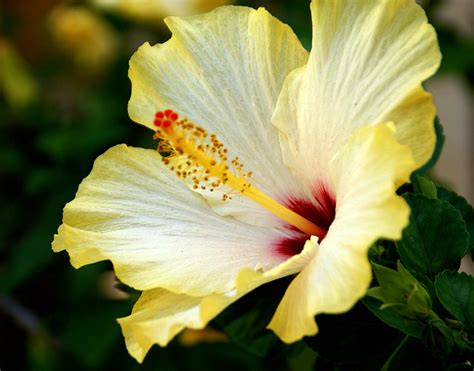 Palermo Viale Del Fante Teatro Di Verdura Hibiskus Rose Mallow