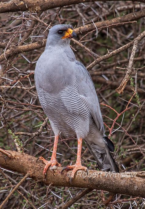 Birds Of East Africa Largest And Most Popular Gallery On The Website