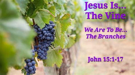 Jesus Is The Vine We Are To Be The Branches John 151 17 Wednesday