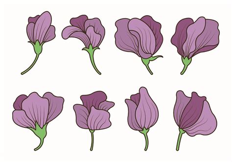 Set Of Sweet Pea Flower Vector 162156 Vector Art At Vecteezy