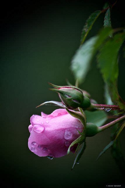 A Pink Rose With Water Droplets On It