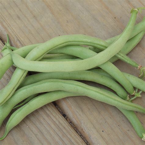 Bean Bush Contender Green Bush Vermont Bean