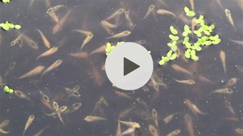 Baby Fry Koi Growing Youtube