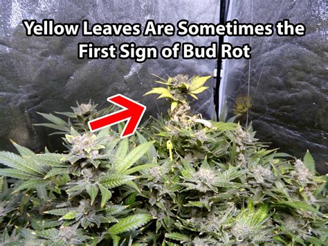 How To Get Rid Of Cannabis Bud Rot Or Mold And Prevention Grow Weed Easy