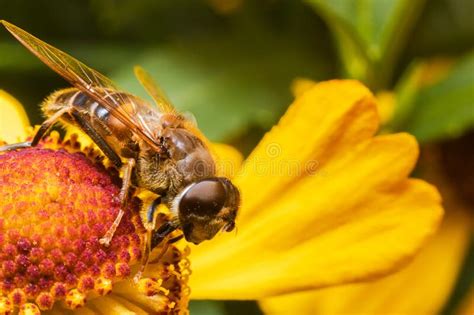 Honey Bee Covered With Yellow Pollen Drink Nectar Pollinating Flower