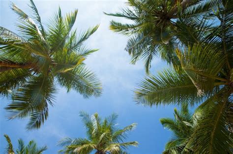 Premium Photo Coconut Tree On The Sky Background