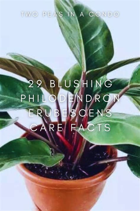 29 Blushing Philodendron Erubescens Care Facts Philodendron