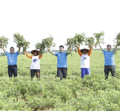 Diterpa Kemarau Kering Petani Kacang Tanah Mitra Garudafood Tetap