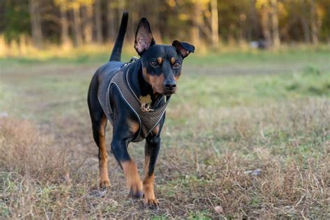 German Pinscher Dog Breed Characteristics And Care